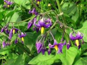 Solanum_dulcamara