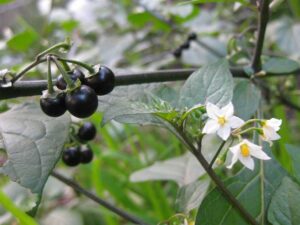 Solanum_nigrum