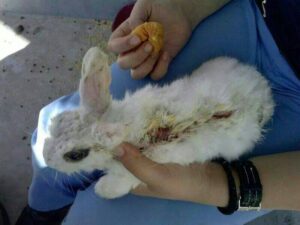 conejo herido