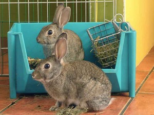 conejo-silvestre4