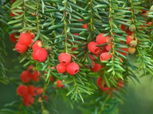 taxus
