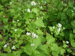 AlliariaPetiolata