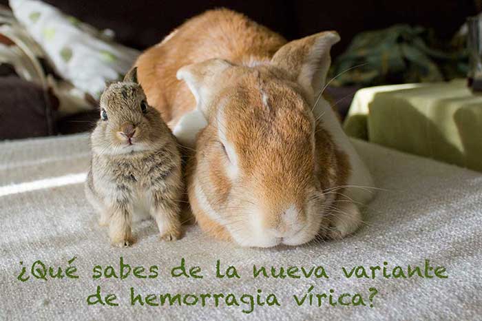 vacunas