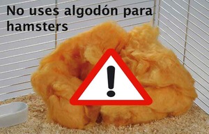 algodon_hamsters_1