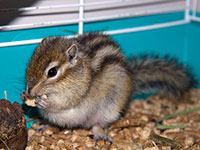 ardilla