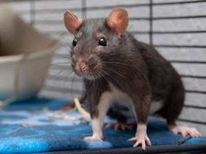 rata
